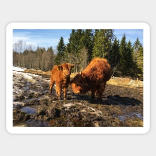 Scottish Highland Cattle Calves 1741 Sticker